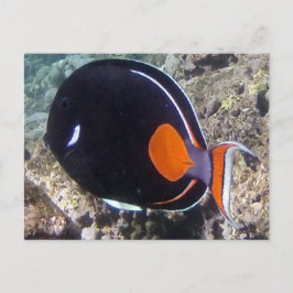 Cartão Postal Baía de Hanauma - peixe de Achilles Tang