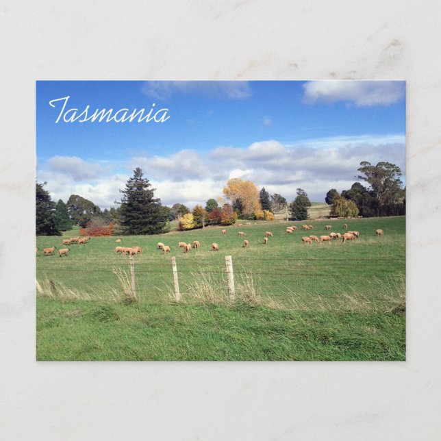 Cartão Postal bainha tasmania (Frente)