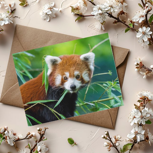 Cartão Postal Balanço Whimsical - O Panda Vermelho (Criador carregado)