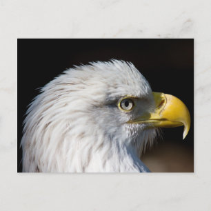 Cartão Postal Bald Eagle