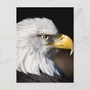 Cartão Postal Bald Eagle