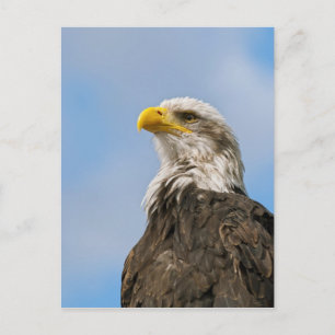 Cartão Postal Bald Eagle