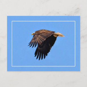 Cartão Postal Bald Eagle