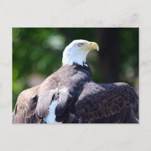 Cartão Postal Bald Eagle