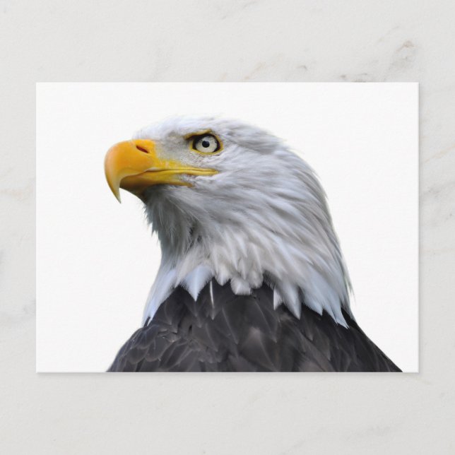 Cartão Postal Bald Eagle (Frente)