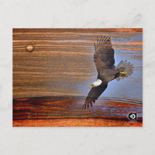 CARTÃO POSTAL BALD EAGLE