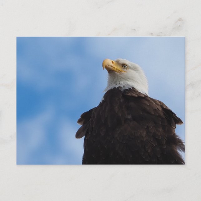 Cartão Postal Bald Eagle (Frente)