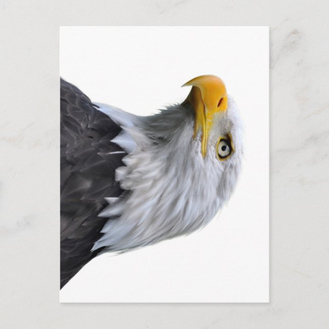 Cartão Postal Bald Eagle (Frente)