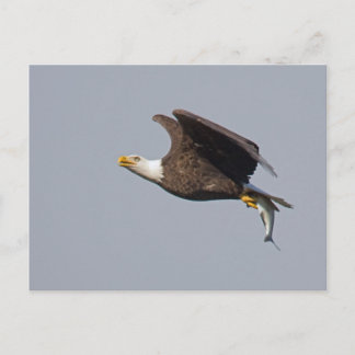 Cartão Postal Bald Eagle 9 Postcard