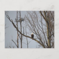 Bald Eagle and Blackhawk Postcard