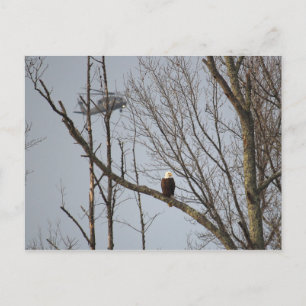 Cartão Postal Bald Eagle and Blackhawk Postcard