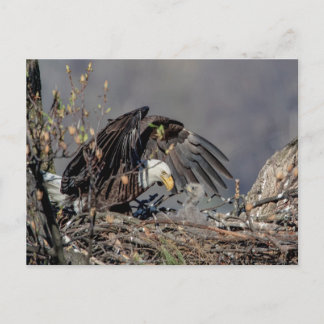 Cartão Postal Bald Eagle com seu bebê