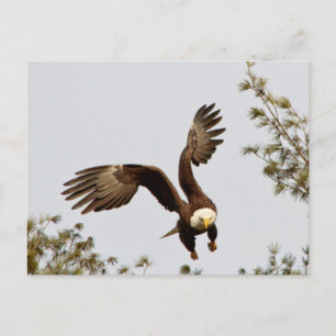 Cartão Postal Bald Eagle decola