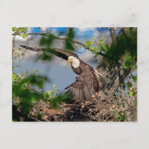 Cartão Postal Bald Eagle deixando o ninho