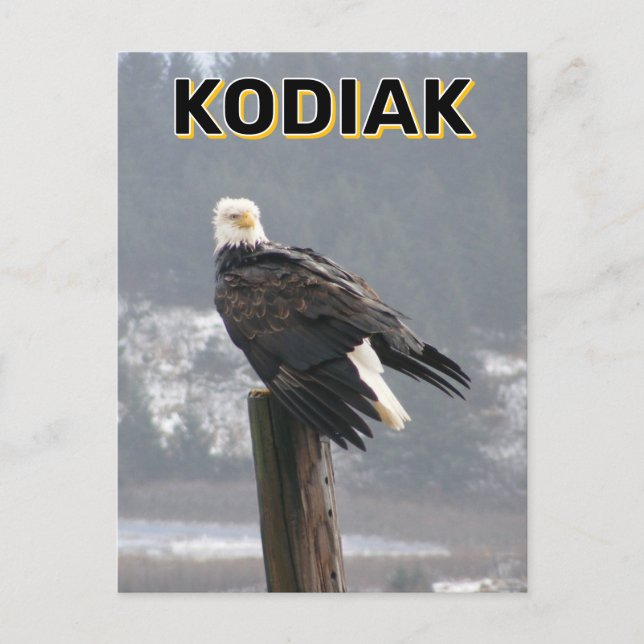 Cartão Postal Bald Eagle Em Kodiak, Alaska (Frente)