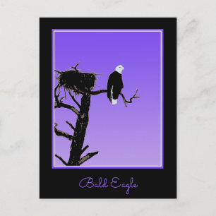 Cartão Postal Bald Eagle em Sunset - Arte original sobre a vida