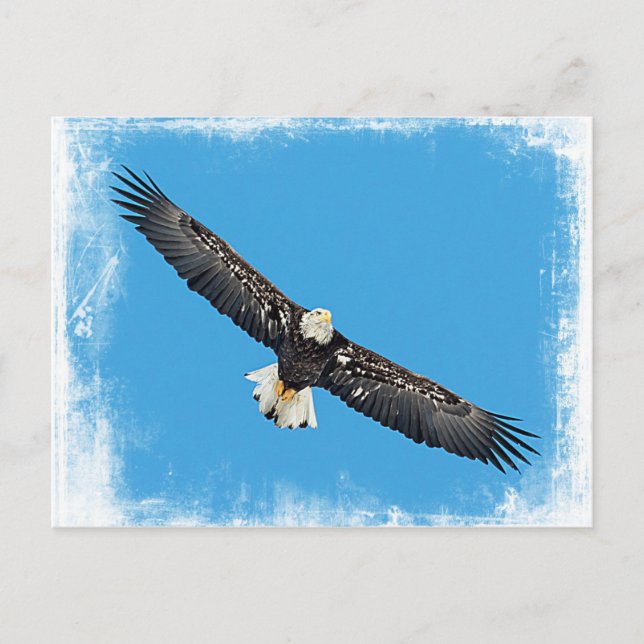 Cartão Postal Bald Eagle em voo (Frente)