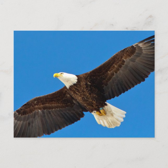Cartão Postal Bald Eagle em voo (Frente)