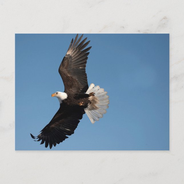 Cartão Postal Bald Eagle em Voo (Frente)
