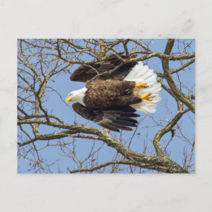 Cartão Postal Bald Eagle Flash
