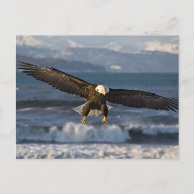 Cartão Postal Bald Eagle, Haliaeetus leucocephalus, Homer, 3 (Frente)