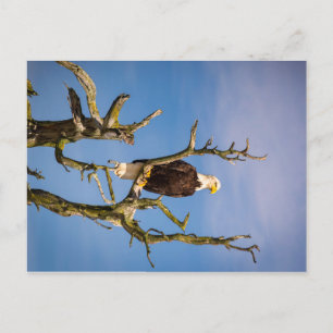 Cartão Postal Bald Eagle, Ilhas do Golfo do Sul, Columbi Britâni