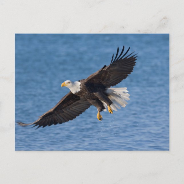 Cartão Postal Bald eagle in flight (Frente)