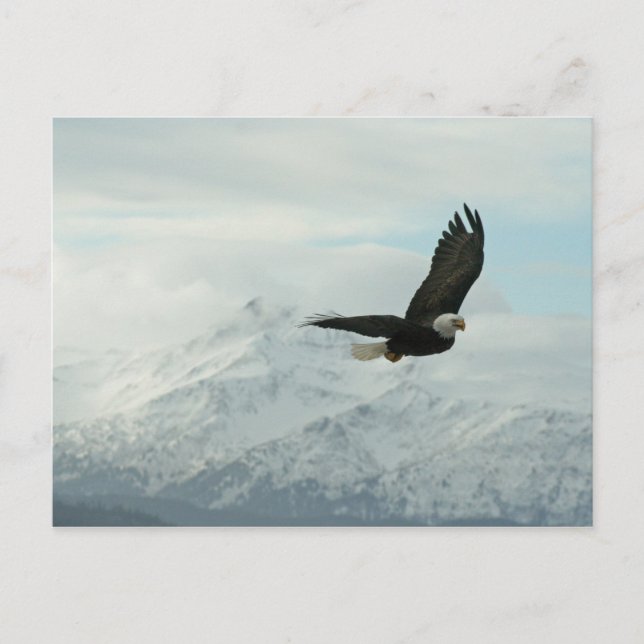 Cartão Postal Bald eagle & mountains (Frente)