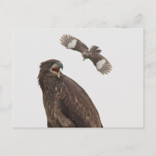 Cartão Postal Bald Eagle (Pare o corpo me batendo)