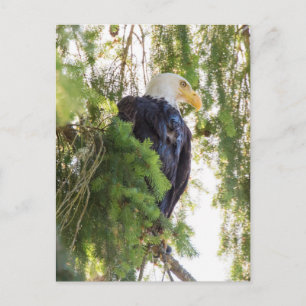 Cartão Postal Bald Eagle perches em Douglas Fir