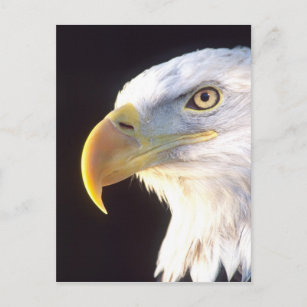 Cartão Postal Bald Eagle Portrait, Haliaeetus leucocephalus,