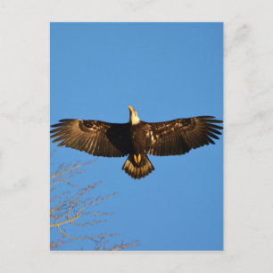 Cartão Postal Bald Eagle Soaring1