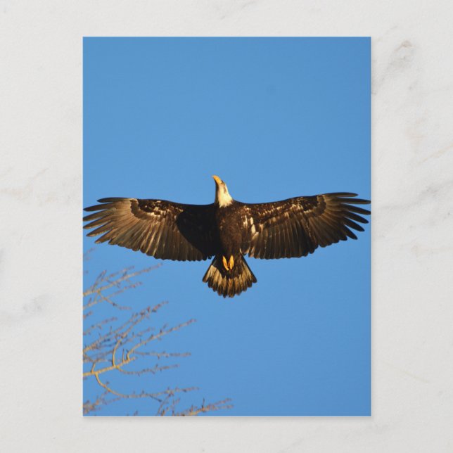 Cartão Postal Bald Eagle Soaring1 (Frente)