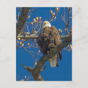 Cartão Postal Bald Eagle Staredown