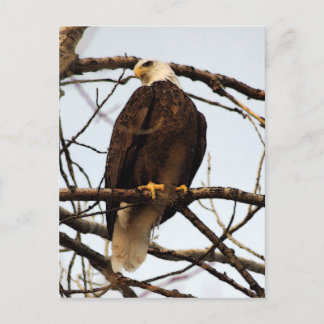 Cartão Postal Bald Eagle Watercolor