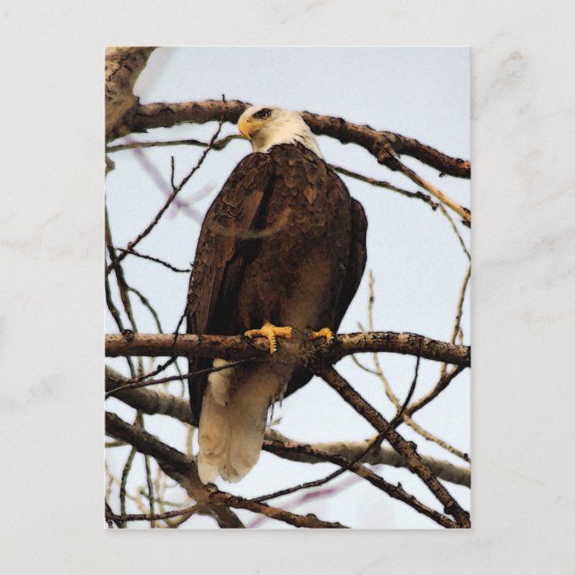 Cartão Postal Bald Eagle Watercolor (Frente)
