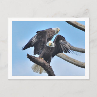 Cartão Postal Bald Eagles