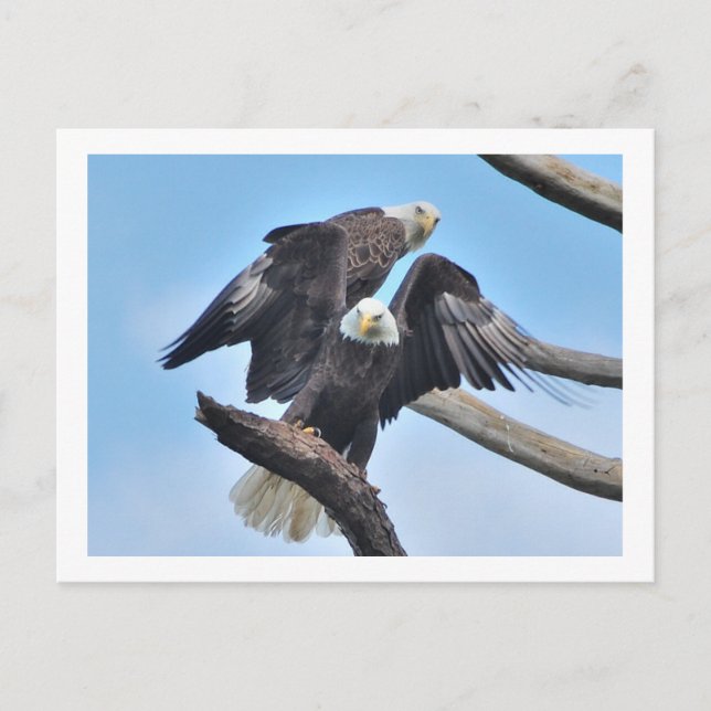 Cartão Postal Bald Eagles (Frente)