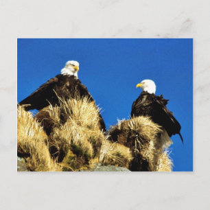 Cartão Postal Bald Eagles