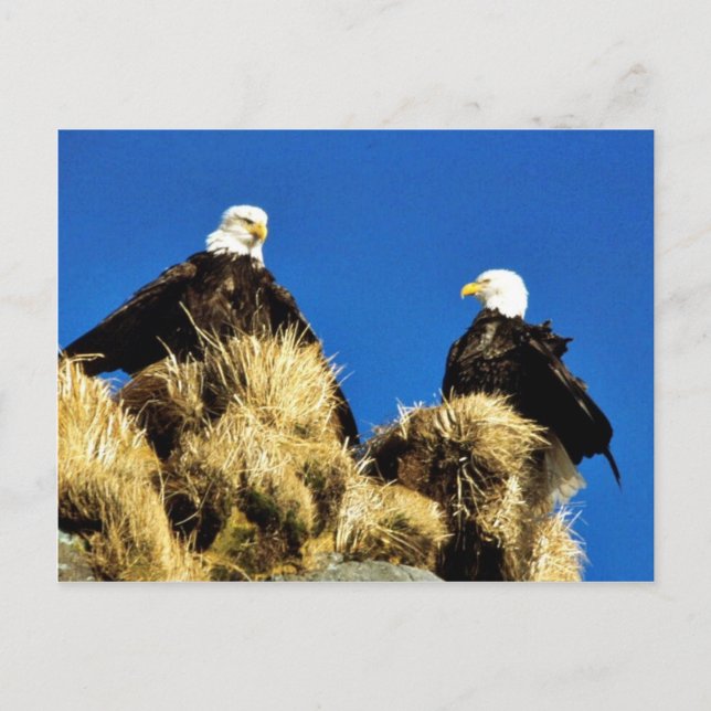 Cartão Postal Bald Eagles (Frente)
