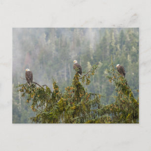 Cartão Postal Bald Eagles Floresta Nacional do Alasca em Tonga