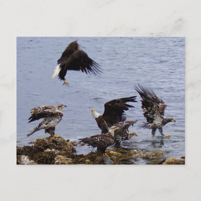 Cartão Postal Bald Eagles on the Beach, Unalaska Island (Frente)
