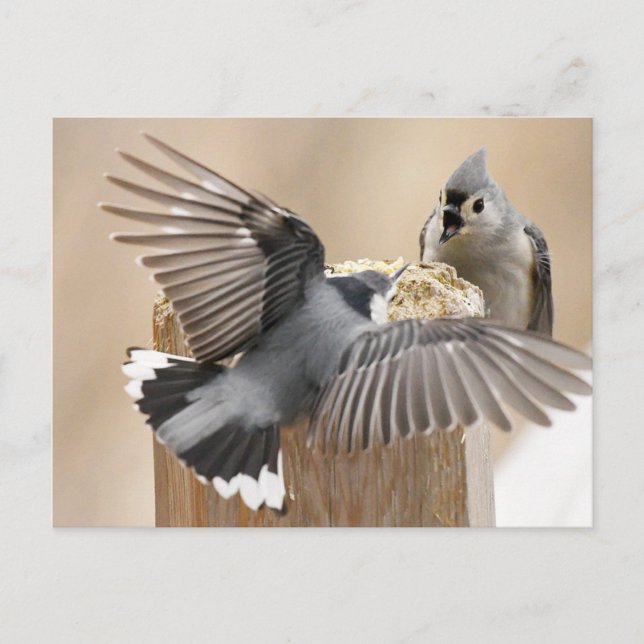 Cartão Postal Balé da Natureza: Uma Dança das Penas (Frente)