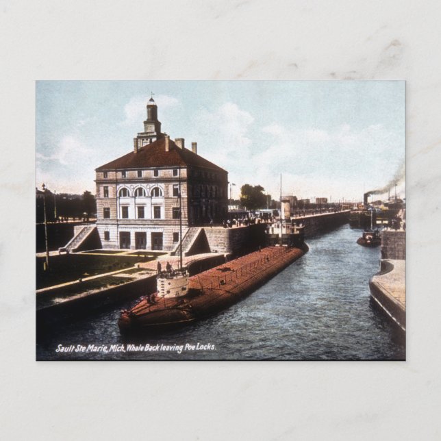 Cartão Postal Baleback no Sault - Vintage (Frente)
