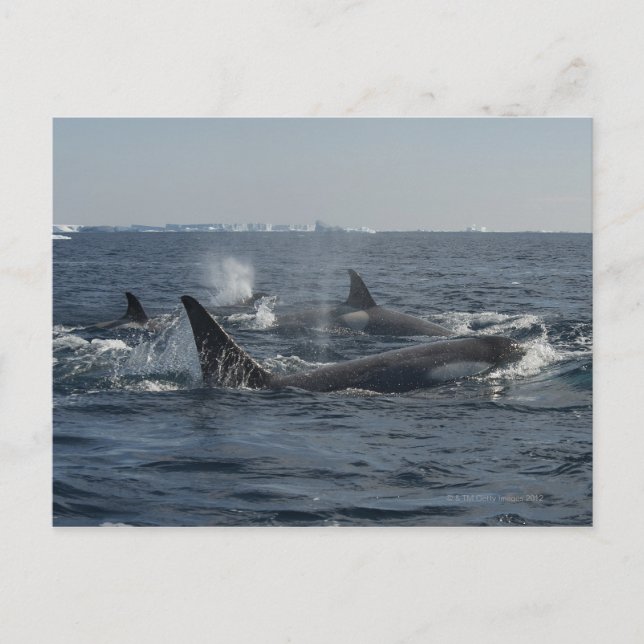 Cartão Postal baleia assassina (Frente)