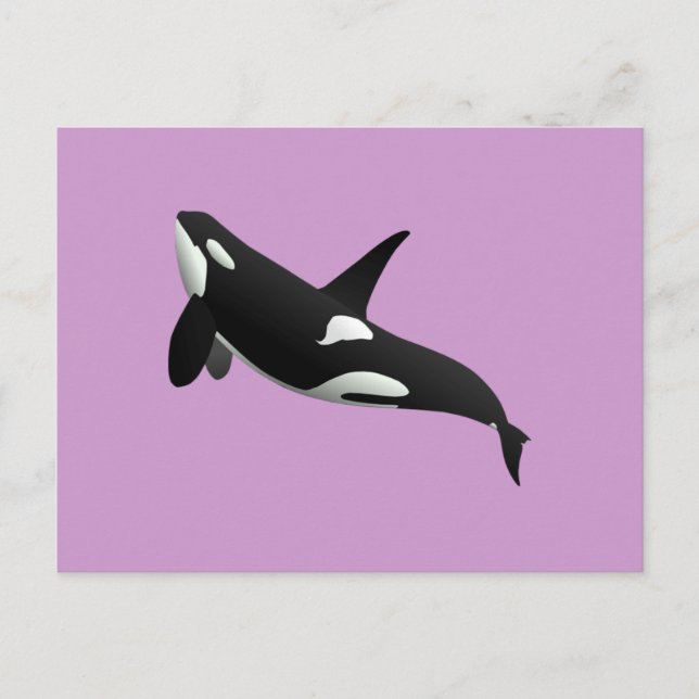 Cartão Postal Baleia Assassina, Orcinus Orca (Frente)