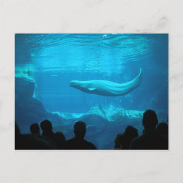 Cartão Postal Baleia Beluga