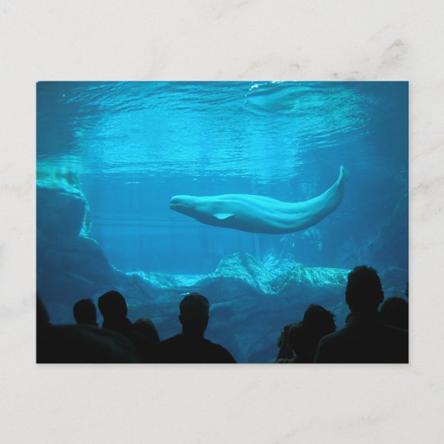 Cartão Postal Baleia Beluga (Frente)