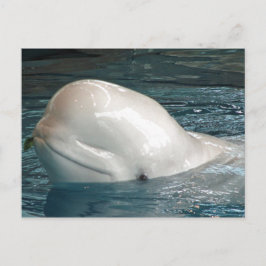 Cartão Postal Baleia de Beluga Cuta Fica Fora da Piscina