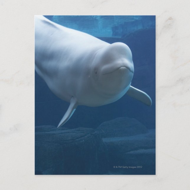 Cartão Postal Baleia de Beluga (Delphinapterus leucas) (Frente)